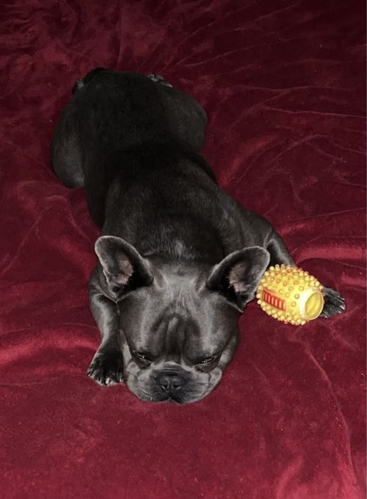 Собака для вязки