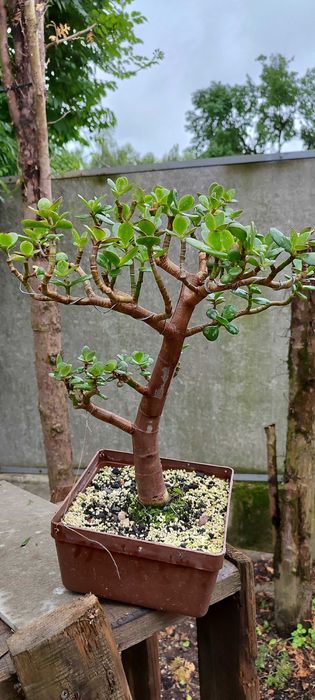 Бонсай крассула грошове дерево