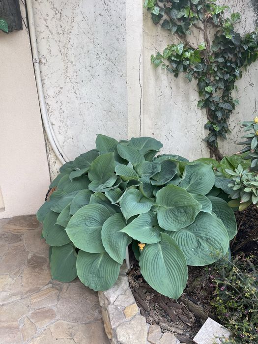 Хоста гигант