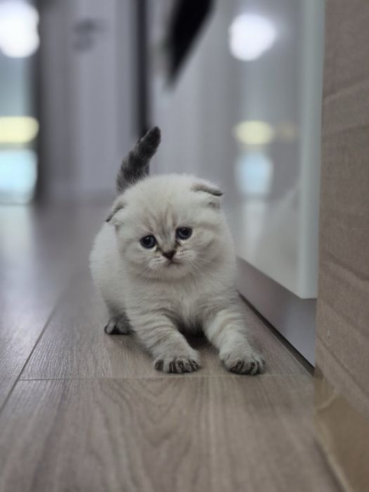 Шотландське кошенятко