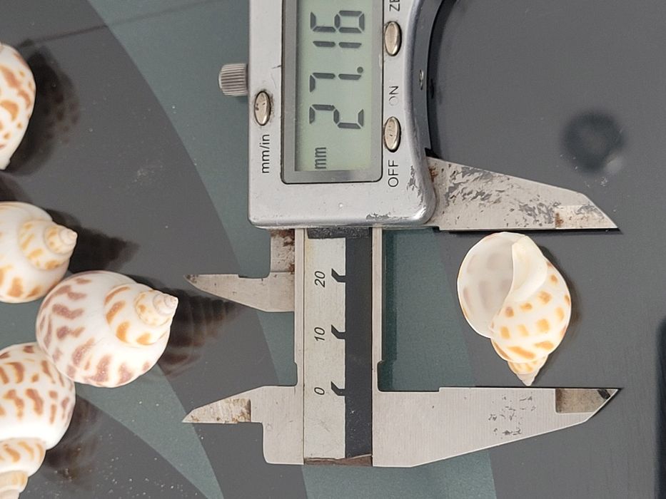 Muszle ślimaków Babilonia dla kraba pustelnika akwarium morskie