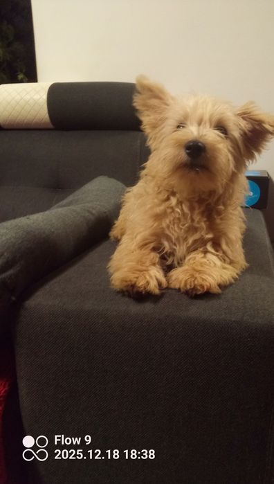 Szczeniaczek Westiepoo 2x zaszczepiony