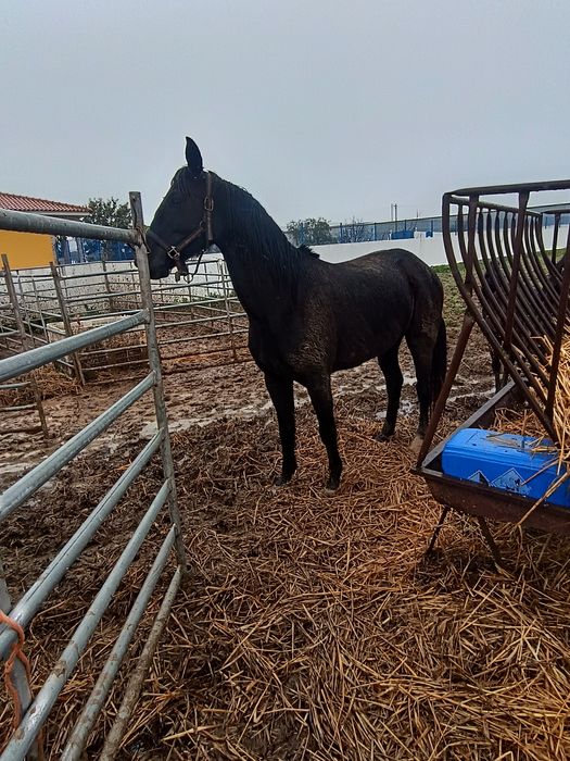 Para venda égua preta engatada muito mansa