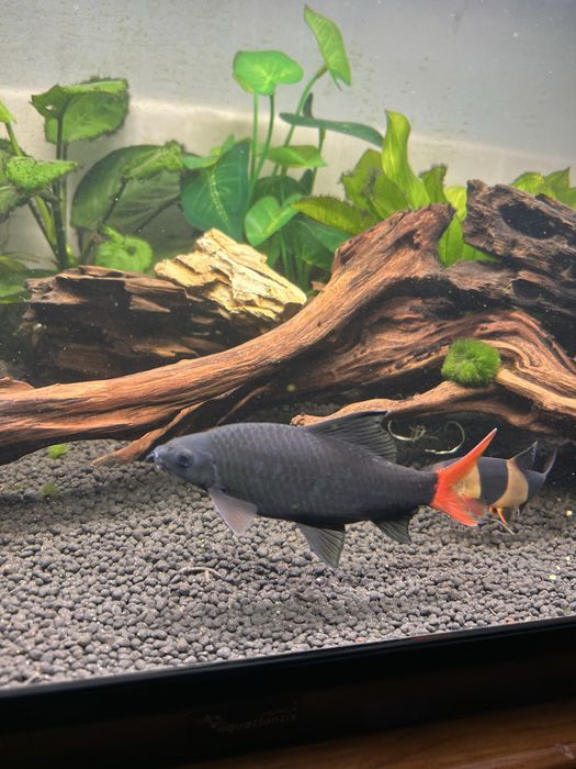 Tubarão bicolor 12/15 cm