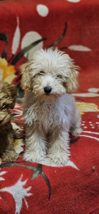 Той пудель мальчик 4,5 мес