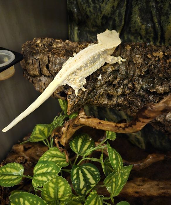 Gekon orzęsiony lilly white dorosła samica