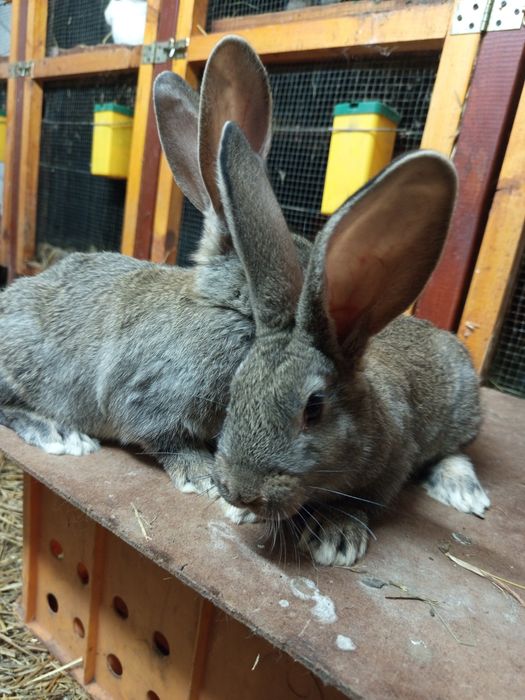 Termondzki/Olbrzym Belgijski/ Mieszanka