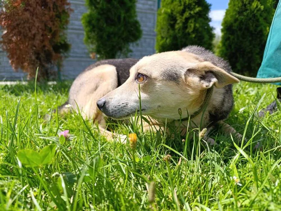 Ben wystraszony piesek w schronisku bez wolontariatu