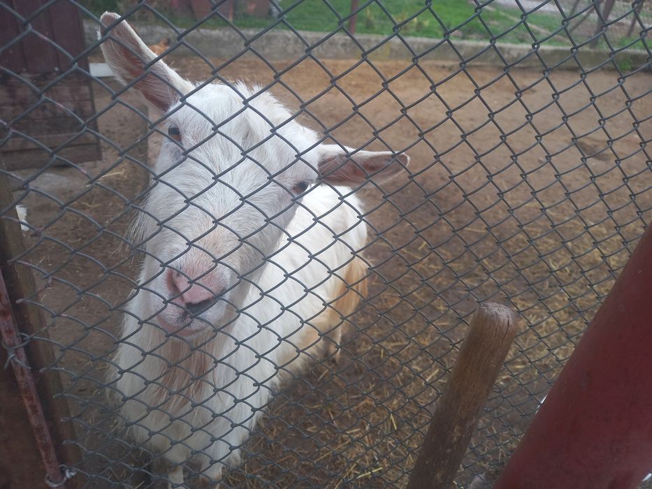 Коза доросла біла