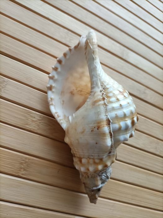 Búzio do mar decoração