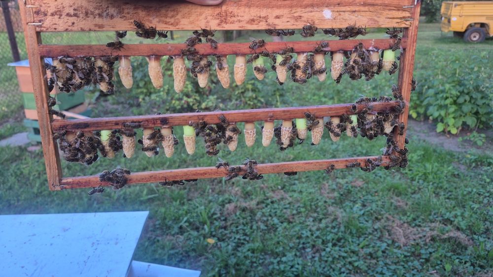 Matki pszczele  Buckfast B94 i KB