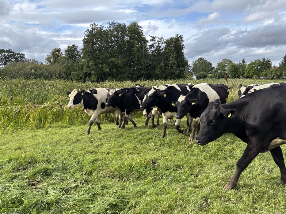 Ciene Jałówki HF hodow. Obora pod oceną.