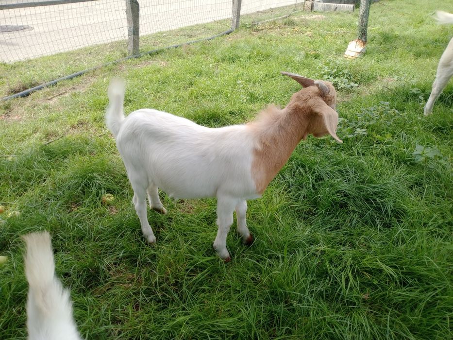 Cabrito cruzado Boer.