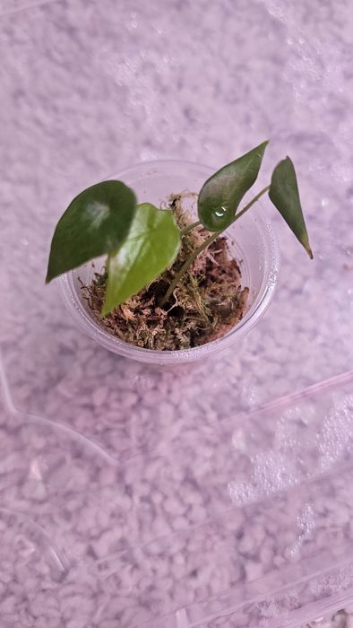 Алоказия Детки разные сорта