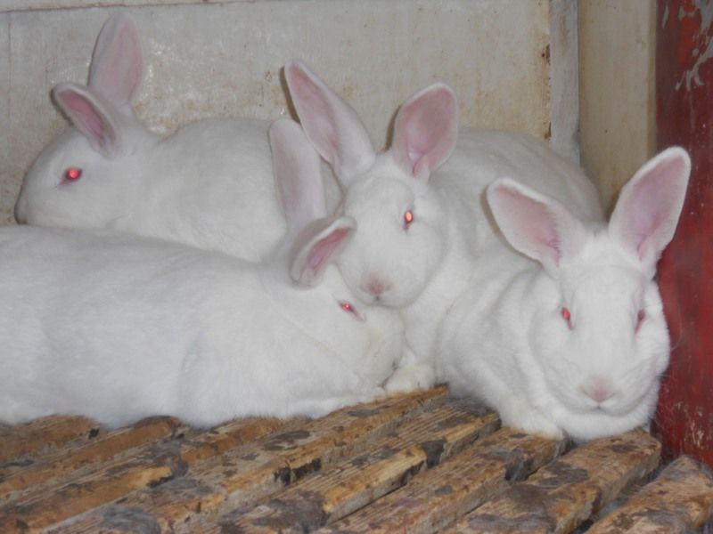 Продам породистих кролів