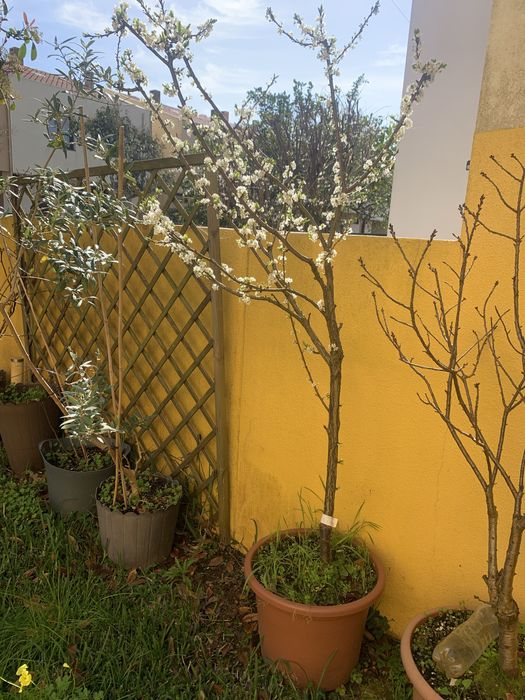 Arvores frutas em vaso