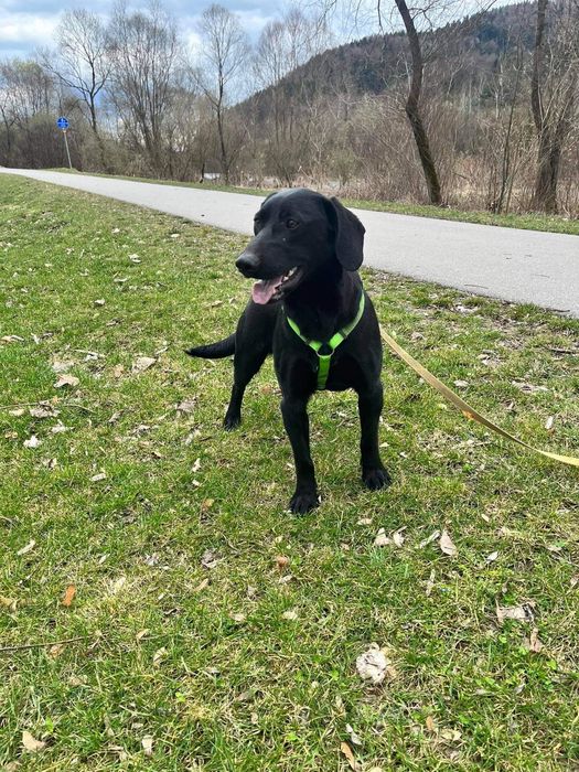 Czarny młody pies szuka kochających ludzi