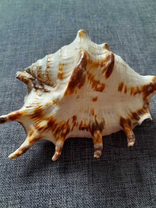 Muszla ozdobą dekoracje