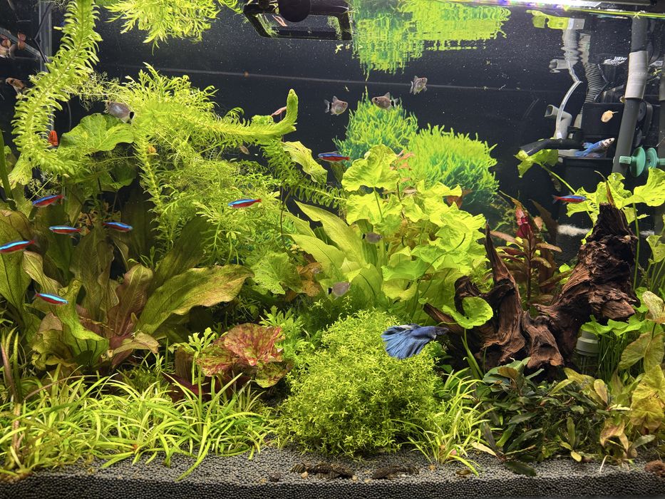 Продам акваріум 160 літрів