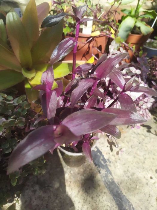 продам традесканции