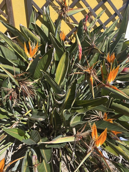 Estrelicias (planta)
