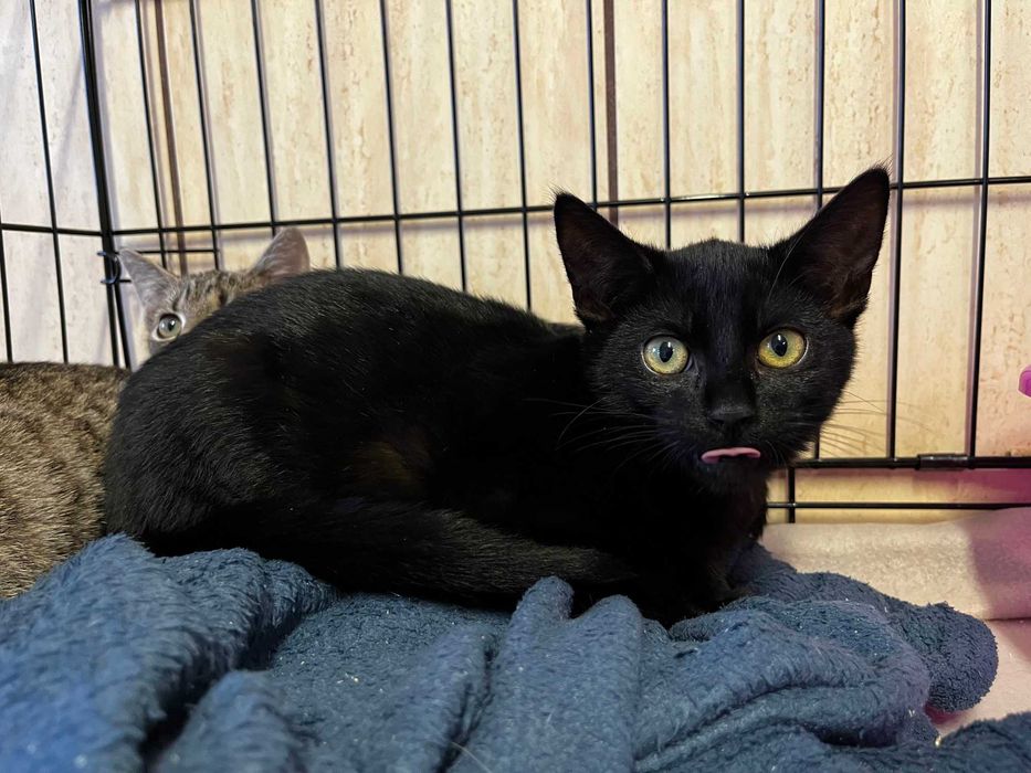 Enid, Wednesday i Pugsley- kocięta do adopcji