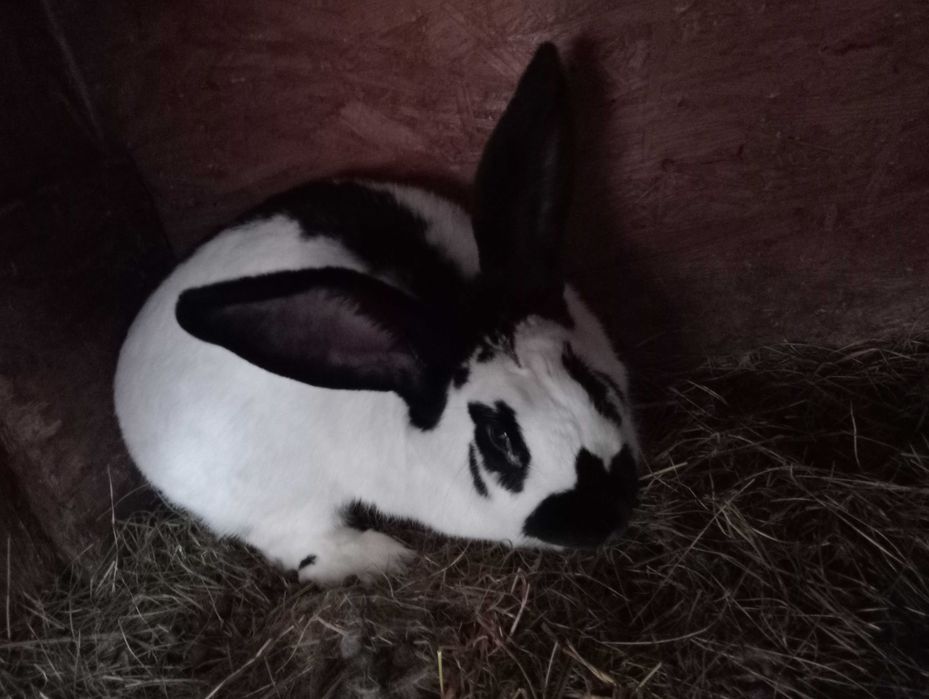 Sprzedam samicę srokacz niemiecki