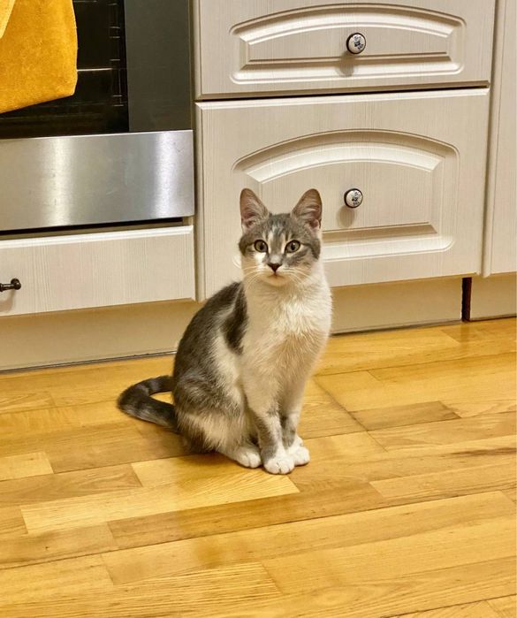 Стерилізована кішечка невнличкого розміру