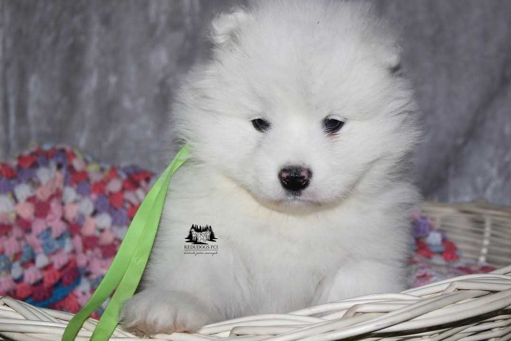 Samoyed suczka ZkWP FCI