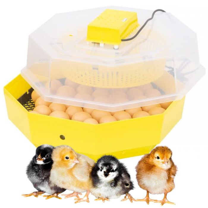 Inkubator do jaj iBator Home 60