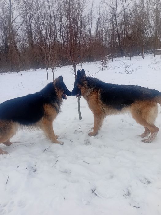 Німецька вівчарка