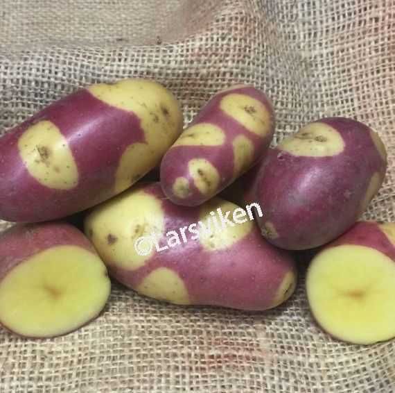 Batatas Pretas pra comer ou semear UMA ESPECIALIDADE Apenas envios