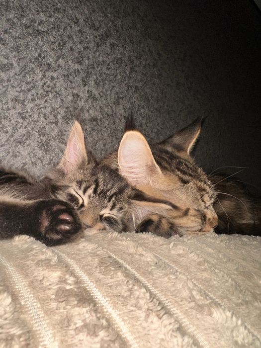 Мейн кун дівчинка