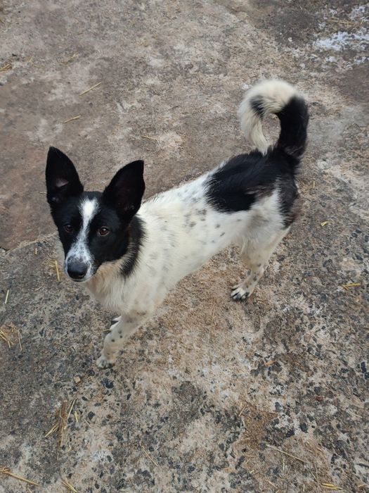 Альма ищет хозяина