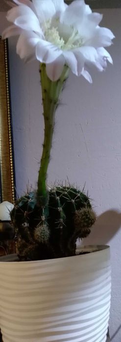 Młode kwitnące kaktusy. Gatunek: Echinopsis eyriesii