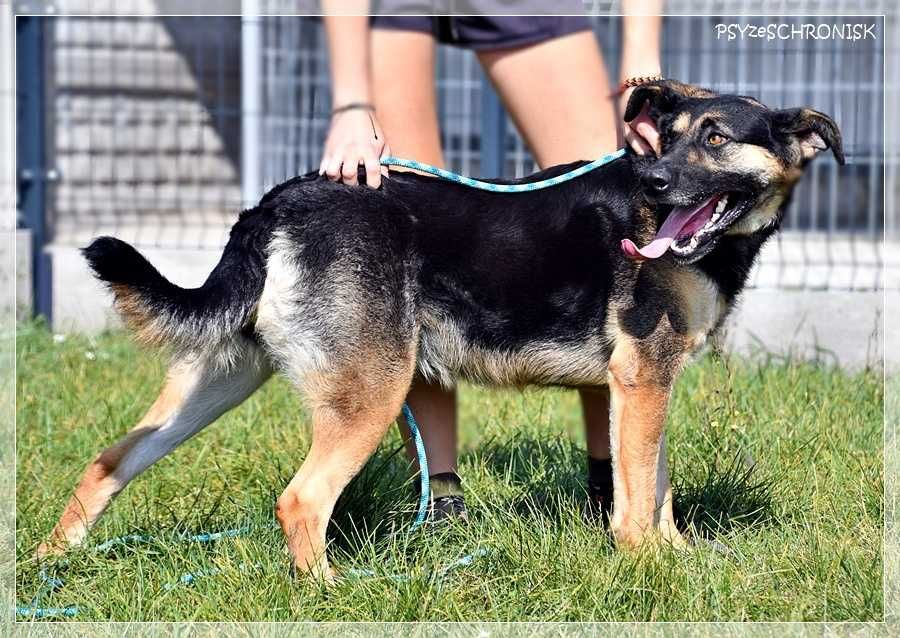 Energiczna Zara szuka domu