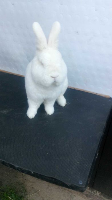 Króliki Nowozelandzkie Białe
