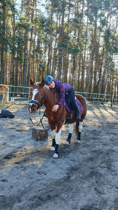 Klacz mix quarter / hucuł