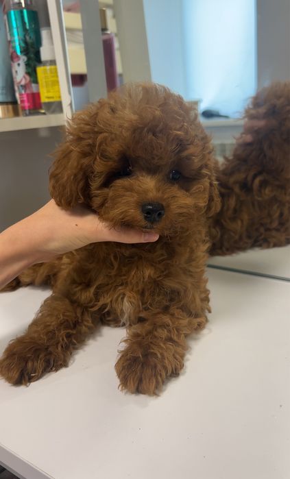 Міні щеня мальтипу