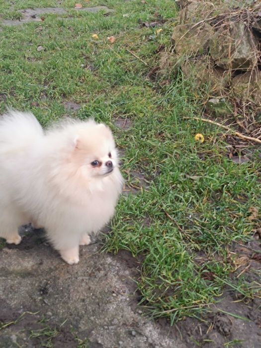 Померанський шпіц