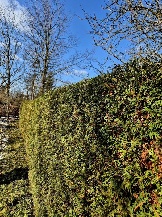 Cięcie tuja, żywopłotu szybka realizacja