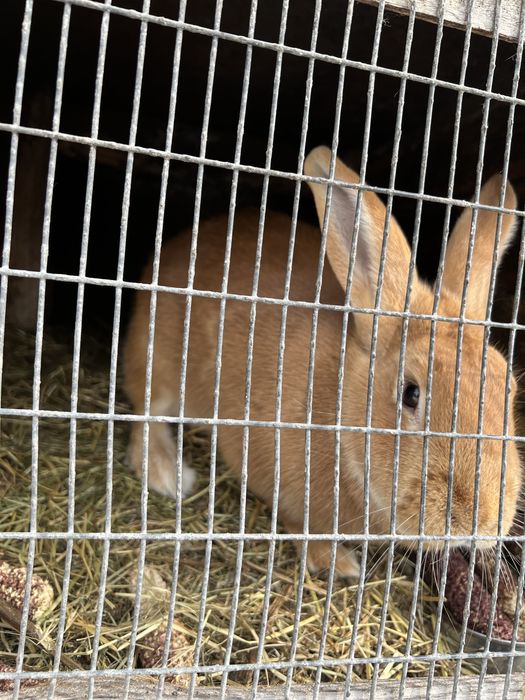 Полтавське срібло, Бургундія, голубий строкач
