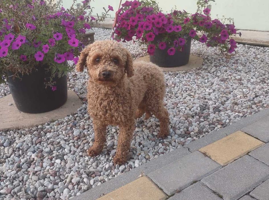 Śliczny  pudel toy piesek.