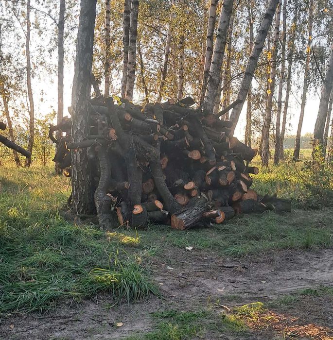 Drewno opałowe, wiśnia