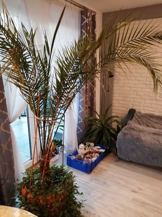 Sprzedam palmę i sadzonki trzykrotki zielonej