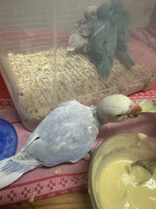 Ring necks bebes criados a mão