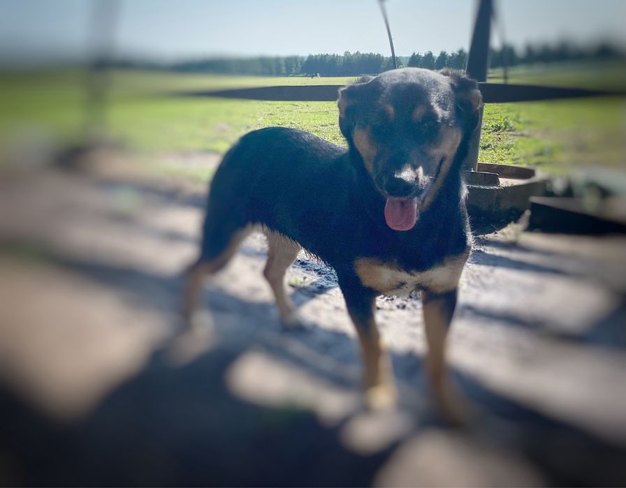 Do adopcji ok 1-2 letnia sunia Wenus w typie jamnika