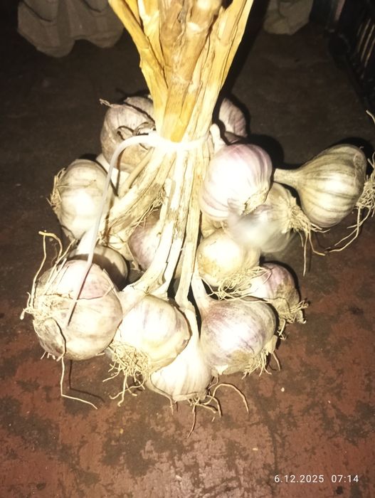 Czosnek kapusta wysyłka