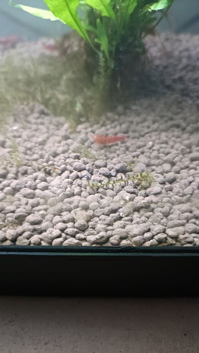 Caridina red devil oe