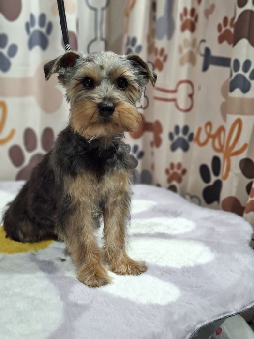 Yorkshire terrier  odchowany